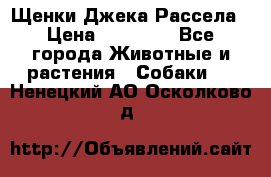 Щенки Джека Рассела › Цена ­ 10 000 - Все города Животные и растения » Собаки   . Ненецкий АО,Осколково д.